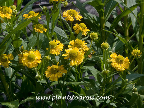 Extra row of ray flowers of this Helenium creates a semi double flower.